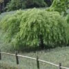 Erable Du Japon Ou Acer Palmatum Ssp. Dissectum 'Viridis'