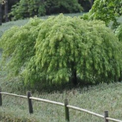 Erable Du Japon Ou Acer Palmatum Ssp. Dissectum 'Viridis'
