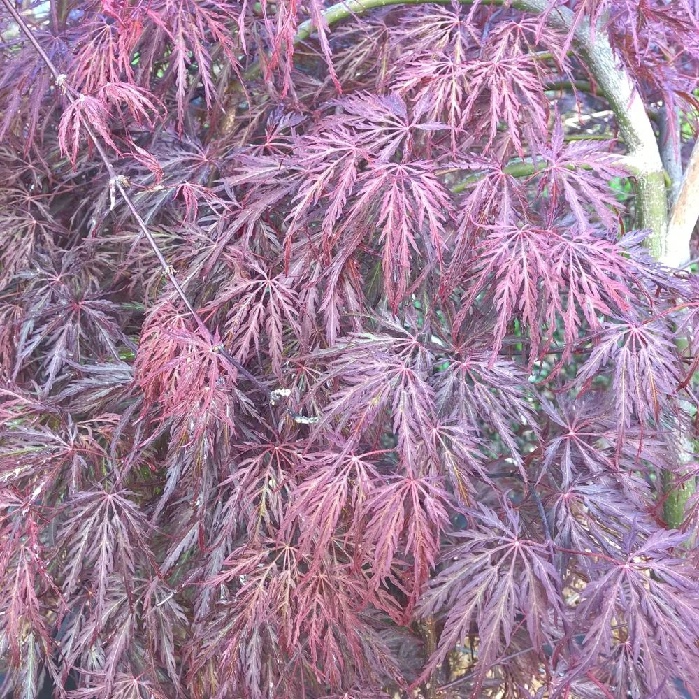 Erable Du Japon Ou Acer Palmatum Ssp. Dissectum 'Inaba Shidare' 2 Erable Du Japon Ou Acer Palmatum Ssp. Dissectum 'Inaba Shidare' – Image 2