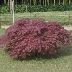 Erable Du Japon Ou Acer Palmatum Ssp. Dissectum 'Inaba Shidare'