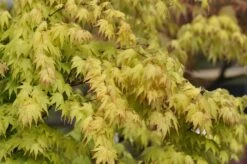Erable Du Japon Ou Acer Palmatum 'Orange Dream'