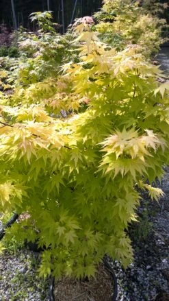Erable Du Japon Ou Acer Palmatum 'Orange Dream' -Jardin Entretien Magasin 8635 erable du japon orange dream c