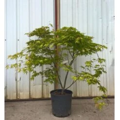 Erable Du Japon Ou Acer Palmatum 'Reticulatum Red' 7 Erable Du Japon Ou Acer Palmatum 'Reticulatum Red' -Jardin Entretien Magasin 8638 8639 8640 8676 erable du japon reticulatum red t1000