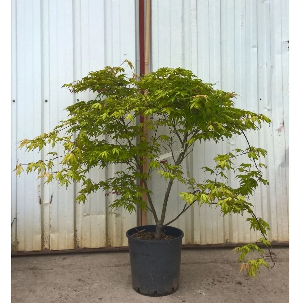 Erable Du Japon Ou Acer Palmatum 'Reticulatum Red' 4 Erable Du Japon Ou Acer Palmatum 'Reticulatum Red' – Image 4