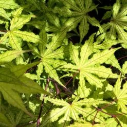 Erable Du Japon Ou Acer Palmatum 'Reticulatum Red' 6 Erable Du Japon Ou Acer Palmatum 'Reticulatum Red' -Jardin Entretien Magasin 8638 8639 8640 8676a erable du japon reticulatum red t1000