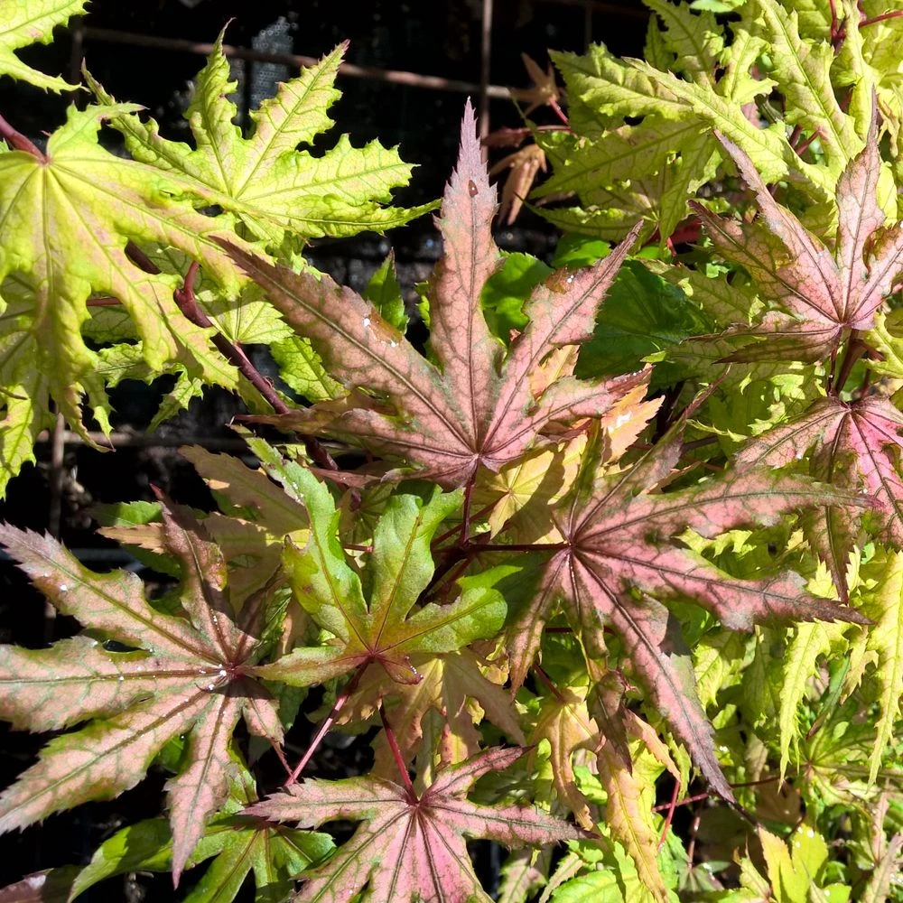 Erable Du Japon Ou Acer Palmatum 'Reticulatum Red' 2 Erable Du Japon Ou Acer Palmatum 'Reticulatum Red' – Image 2