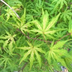 Erable Du Japon Ou Acer Palmatum 'Reticulatum Red'