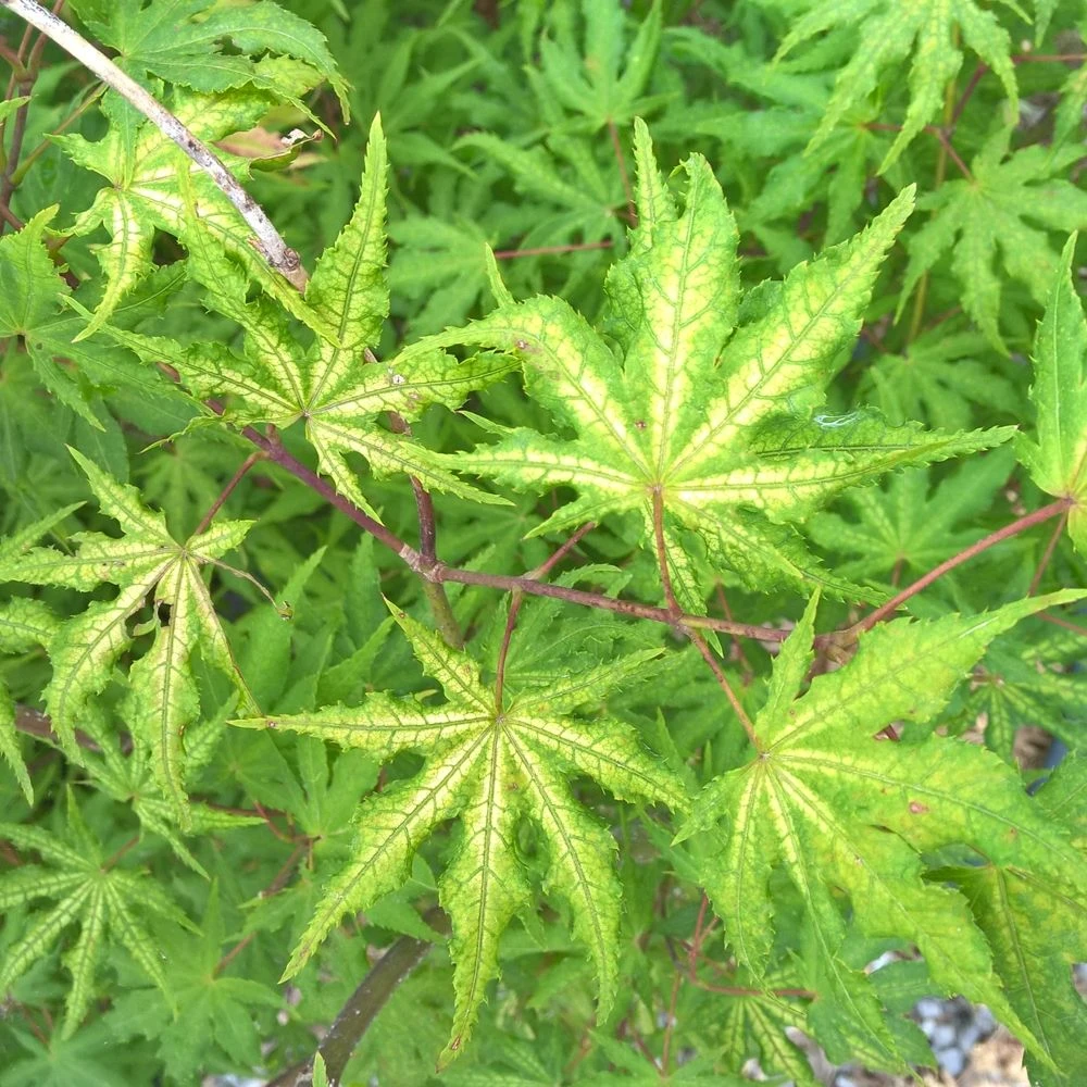 Erable Du Japon Ou Acer Palmatum 'Reticulatum Red' 1 Erable Du Japon Ou Acer Palmatum 'Reticulatum Red'