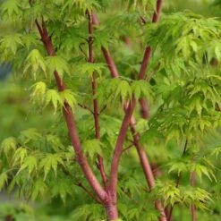 Erable Du Japon Ou Acer Palmatum 'Sango Kaku'