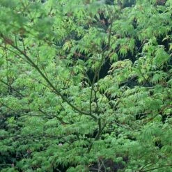 Erable Du Japon Ou Acer Palmatum 'Seiryu' -Jardin Entretien Magasin 8644 8645 8646 8678a erable du japon seiryu t1000