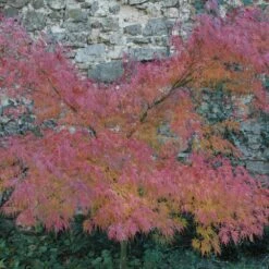 Erable Du Japon Ou Acer Palmatum 'Seiryu'