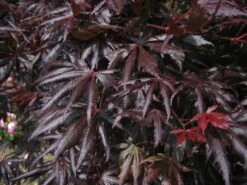 Erable Du Japon Ou Acer Palmatum 'Trompenburg'