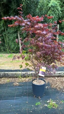 Erable Du Japon Ou Acer Palmatum 'Trompenburg' -Jardin Entretien Magasin 8650 erable du japon trompenburg c
