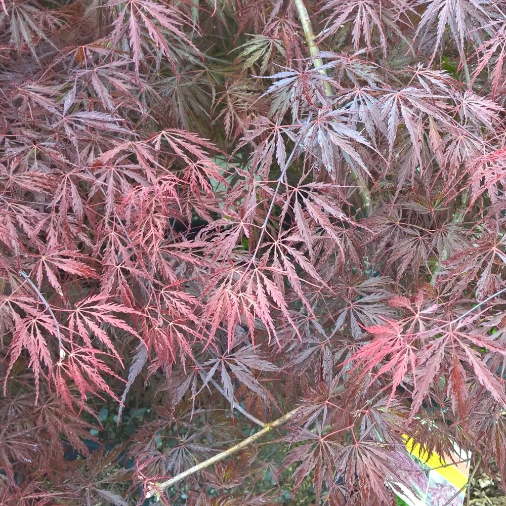 Erable Du Japon Ou Acer Palmatum Ssp. Dissectum 'Tamukeyama' 1 Erable Du Japon Ou Acer Palmatum Ssp. Dissectum 'Tamukeyama'