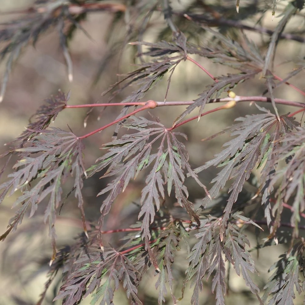 Erable Du Japon Ou Acer Palmatum Ssp. Dissectum 'Tamukeyama' 2 Erable Du Japon Ou Acer Palmatum Ssp. Dissectum 'Tamukeyama' – Image 2