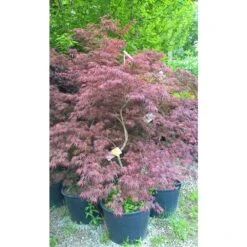 Erable Du Japon Ou Acer Palmatum Ssp. Dissectum 'Tamukeyama' 5 Erable Du Japon Ou Acer Palmatum Ssp. Dissectum 'Tamukeyama' -Jardin Entretien Magasin 8653 8654 8655 8681b erable du japon dissectum tamukeyama t1000