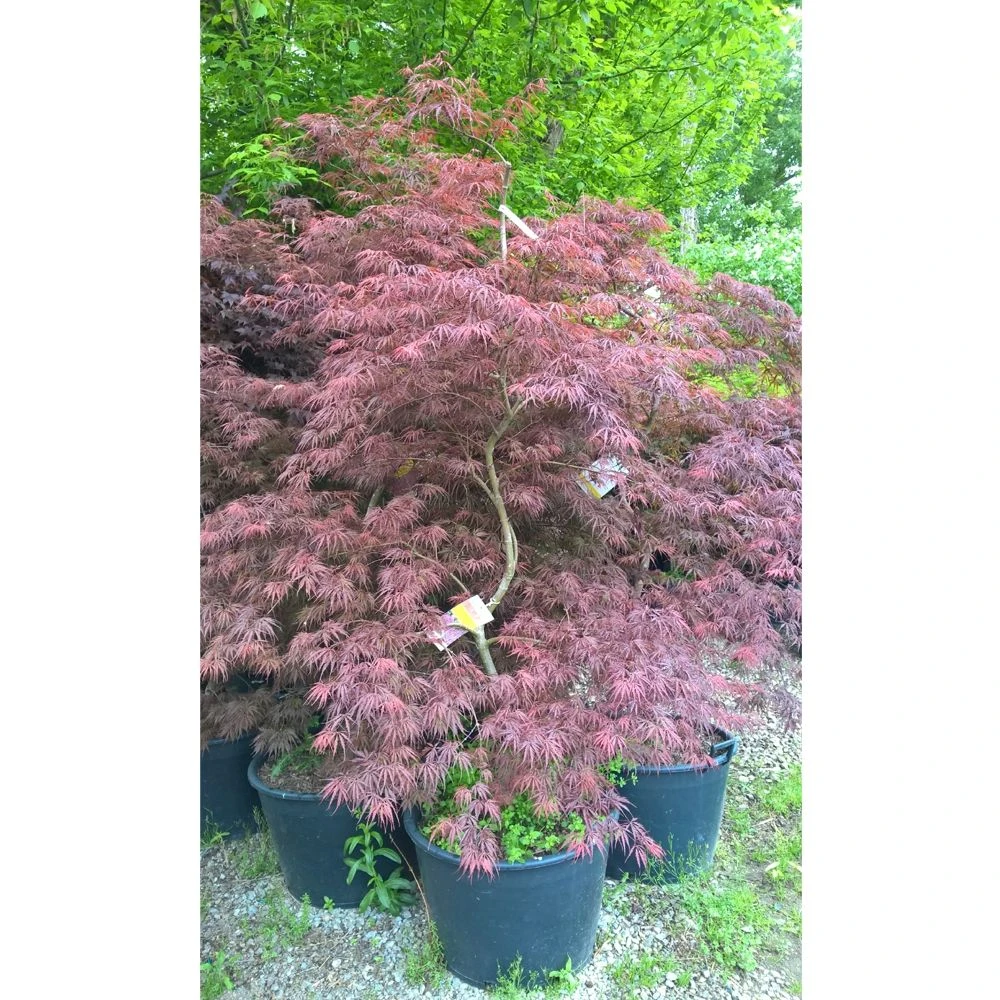 Erable Du Japon Ou Acer Palmatum Ssp. Dissectum 'Tamukeyama' 3 Erable Du Japon Ou Acer Palmatum Ssp. Dissectum 'Tamukeyama' – Image 3