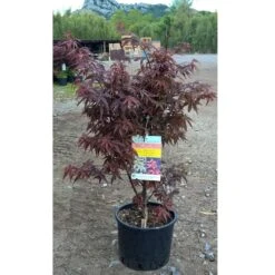 Erable Du Japon Ou Acer Palmatum 'Skeeter's Broom' 5 Erable Du Japon Ou Acer Palmatum 'Skeeter's Broom' -Jardin Entretien Magasin 8656 8657 8658 8682 erable du japon skeeters broom t1000