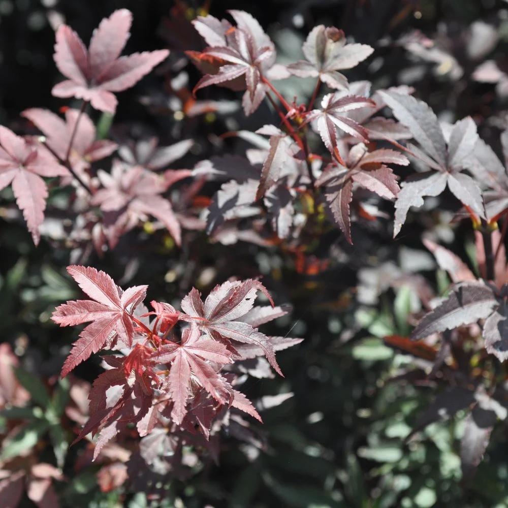 Erable Du Japon Ou Acer Palmatum 'Skeeter's Broom' 1 Erable Du Japon Ou Acer Palmatum 'Skeeter's Broom'