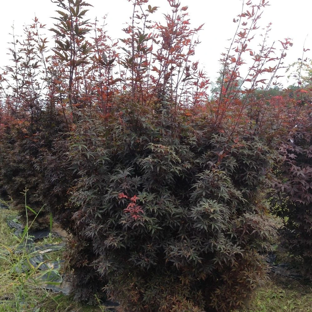 Erable Du Japon Ou Acer Palmatum 'Skeeter's Broom' 2 Erable Du Japon Ou Acer Palmatum 'Skeeter's Broom' – Image 2