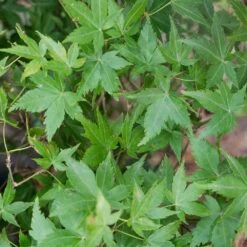 Erable Du Japon Ou Acer Palmatum ‘Little Princess’ -Jardin Entretien Magasin 8685 8686c erable du japon ou acer palmatum little princess bambouseraie t1000