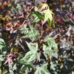 Erable Du Japon Ou Acer Palmatum ‘Little Princess’ -Jardin Entretien Magasin 8685 8686d erable du japon ou acer palmatum little princess bambouseraie t1000