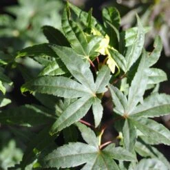 Erable Du Japon Ou Acer Palmatum ‘Mikawa Yatsubusa’ -Jardin Entretien Magasin 8687 8688a erable du japon ou acer palmatum mikawa yatsubusa bambouseraie t1000
