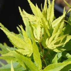 Erable Du Japon Ou Acer Palmatum ‘Mikawa Yatsubusa’ -Jardin Entretien Magasin 8687 8688c erable du japon ou acer palmatum mikawa yatsubusa au printemps bambouseraie t1000