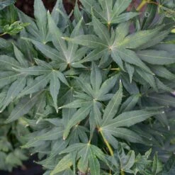Erable Du Japon Ou Acer Palmatum ‘Mikawa Yatsubusa’ -Jardin Entretien Magasin 8687 8688d erable du japon ou acer palmatum mikawa yatsubusa bambouseraie t1000