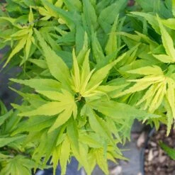 Erable Du Japon Ou Acer Palmatum ‘Mikawa Yatsubusa’ -Jardin Entretien Magasin 8687 8688e erable du japon ou acer palmatum mikawa yatsubusa bambouseraie t1000