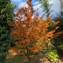 Erable Du Japon Ou Acer Palmatum ‘Shishigashira’ -Jardin Entretien Magasin 8689 8690b erable du japon ou acer palmatum shishigashira bambouseraie t1000