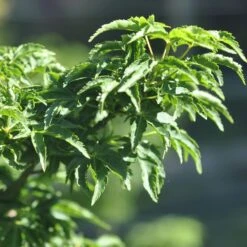 Erable Du Japon Ou Acer Palmatum ‘Shishigashira’ -Jardin Entretien Magasin 8689 8690c erable du japon ou acer palmatum shishigashira au printemps bambouseraie t1000