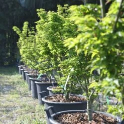 Erable Du Japon Ou Acer Palmatum ‘Shishigashira’ -Jardin Entretien Magasin 8689 8690d erable du japon ou acer palmatum shishigashira bambouseraie t1000