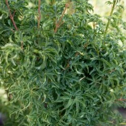 Erable Du Japon Ou Acer Palmatum ‘Shishigashira’ -Jardin Entretien Magasin 8689 8690e erable du japon ou acer palmatum shishigashira bambouseraie t1000
