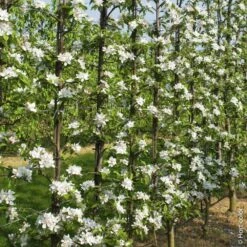 Pommier Reine Des Reinettes -Jardin Entretien Magasin 8708 8753 8818 pommier hi