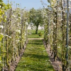 Poirier Doyenne Du Comice -Jardin Entretien Magasin 8714 8711 8725 poirier hi 1