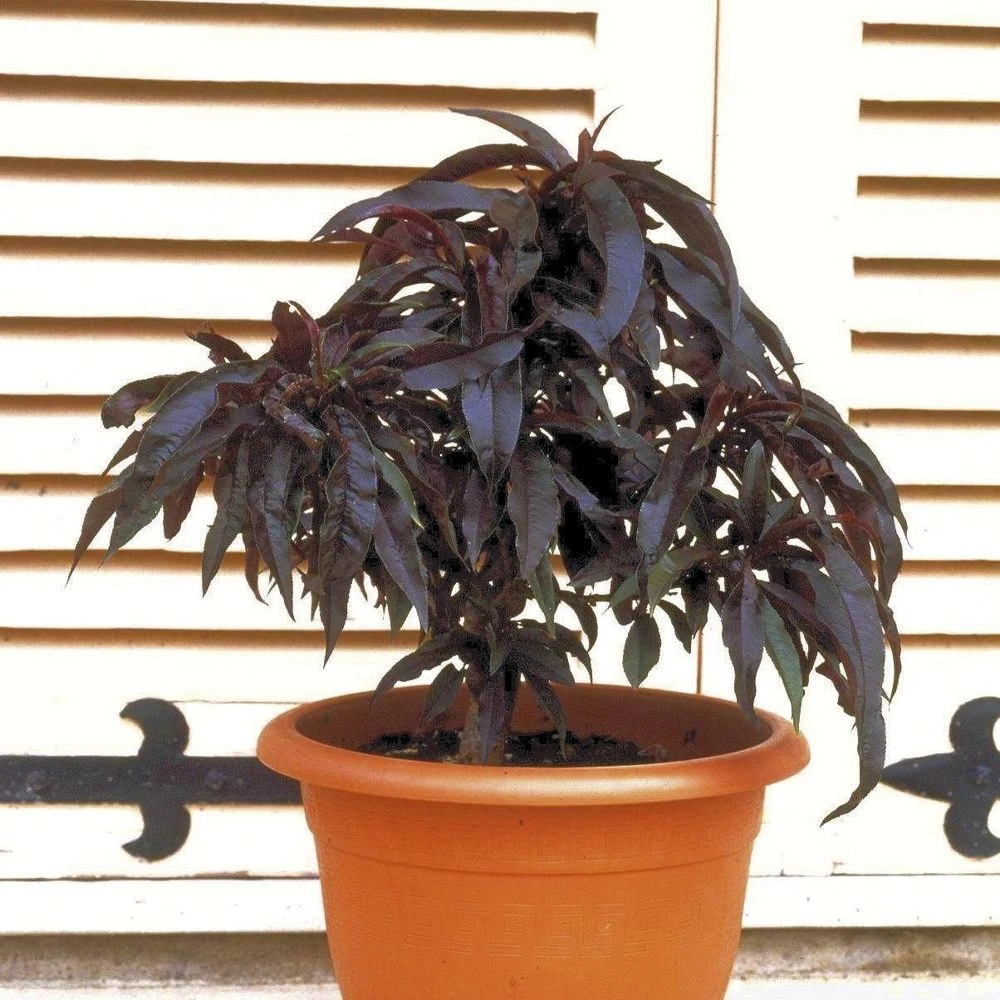 Pêcher Nain CRIMSON ® Bonfire 1 Pêcher Nain CRIMSON ® Bonfire