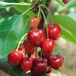 Cerisier Bigarreau Summit