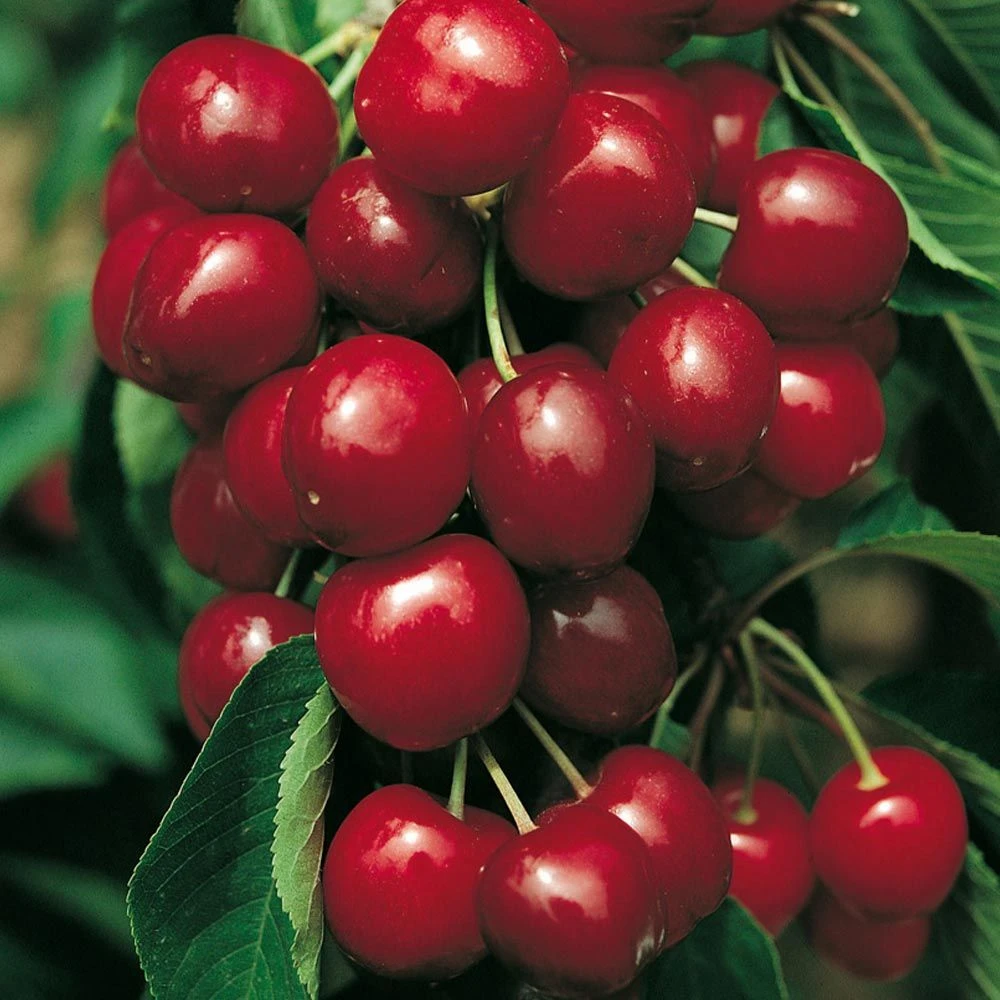 Cerisier Bigarreau SWEETHEART ® Sumtare 1 Cerisier Bigarreau SWEETHEART ® Sumtare