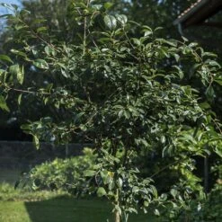 Cerisier Nain CHERRY BABY ® ‘Porthos’ Gamme FRUITALITY ® -Jardin Entretien Magasin 8795a cherry baby2 seb.jarry t1000