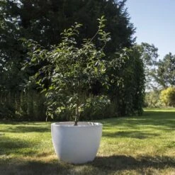 Cerisier Nain CHERRY BABY ® ‘Porthos’ Gamme FRUITALITY ®