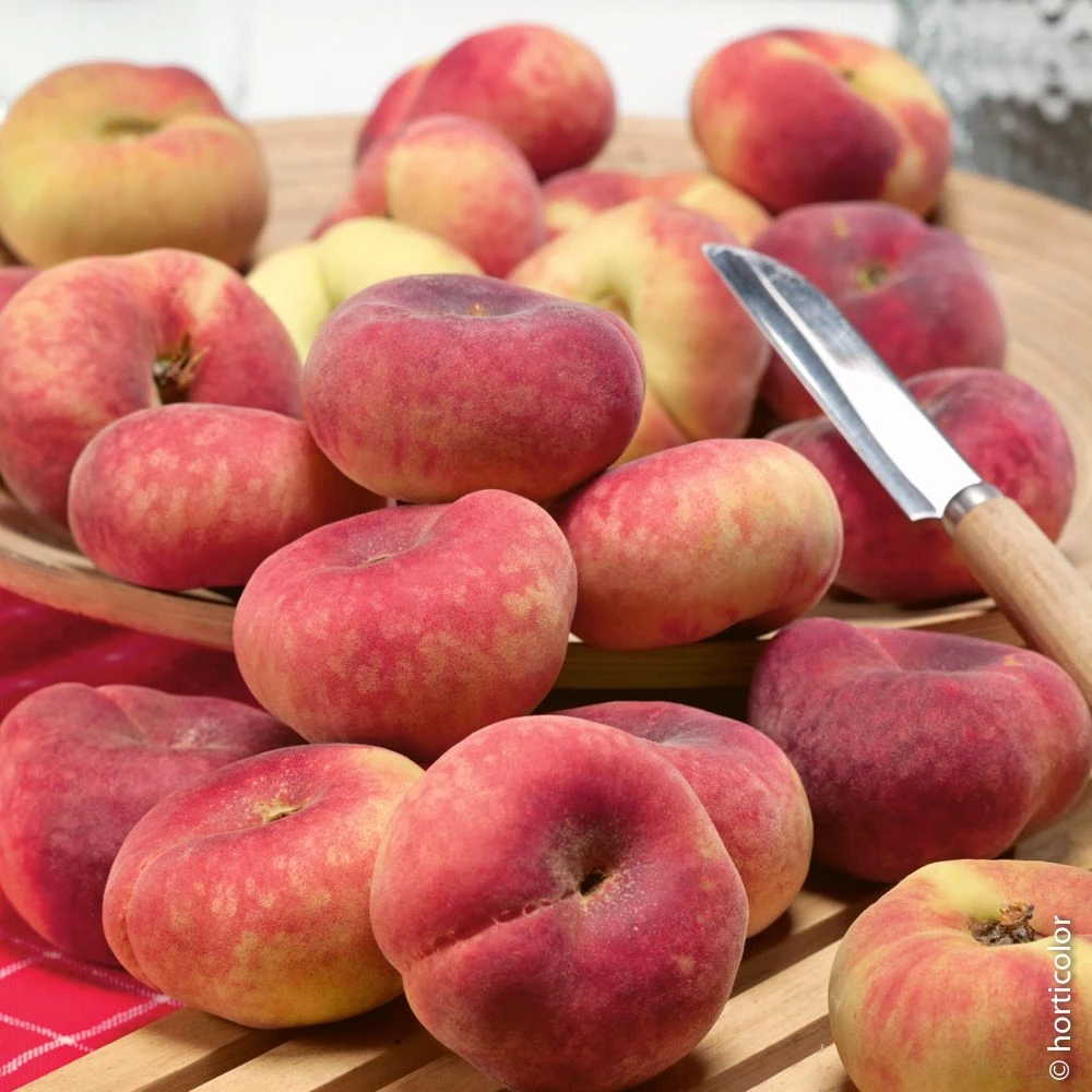 Pêcher Oriane ® Cov 1 Pêcher Oriane ® Cov