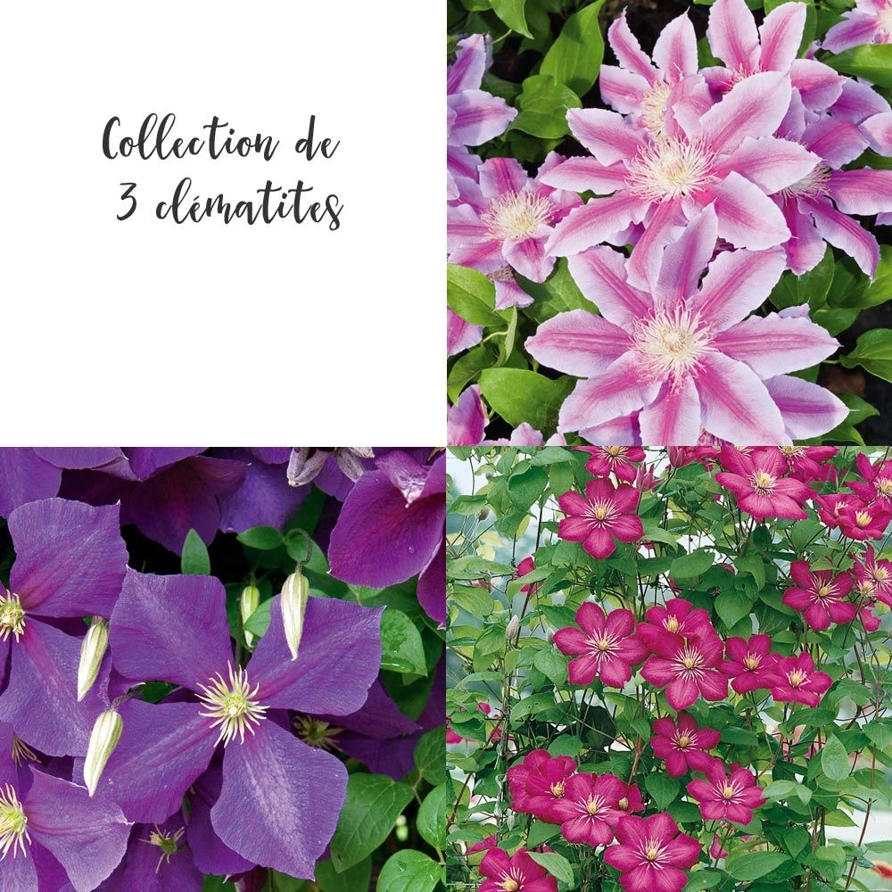 Collection De 3 Clématites Ou Clematis X Assorties 1 Collection De 3 Clématites Ou Clematis X Assorties