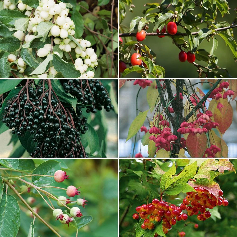 Colis Haie Oiseaux 1 Colis Haie Oiseaux