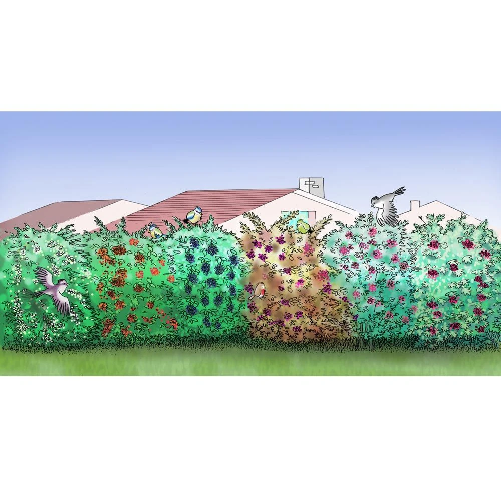 Colis Haie Oiseaux 2 Colis Haie Oiseaux – Image 2