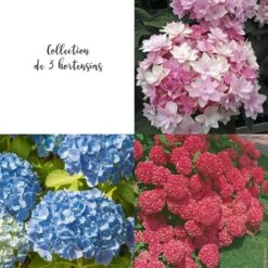 Collection De 3 Hortensias Ou Hydrangea Macrophylla Assortis