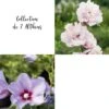 Collection De 2 Althéas Ou Hibiscus Syriacus