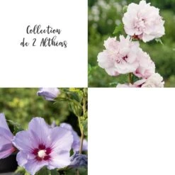 Collection De 2 Althéas Ou Hibiscus Syriacus