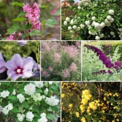 Colis Haie Fleurie Haute