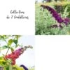 Collection De 2 Buddleias Ou Arbres à Papillons